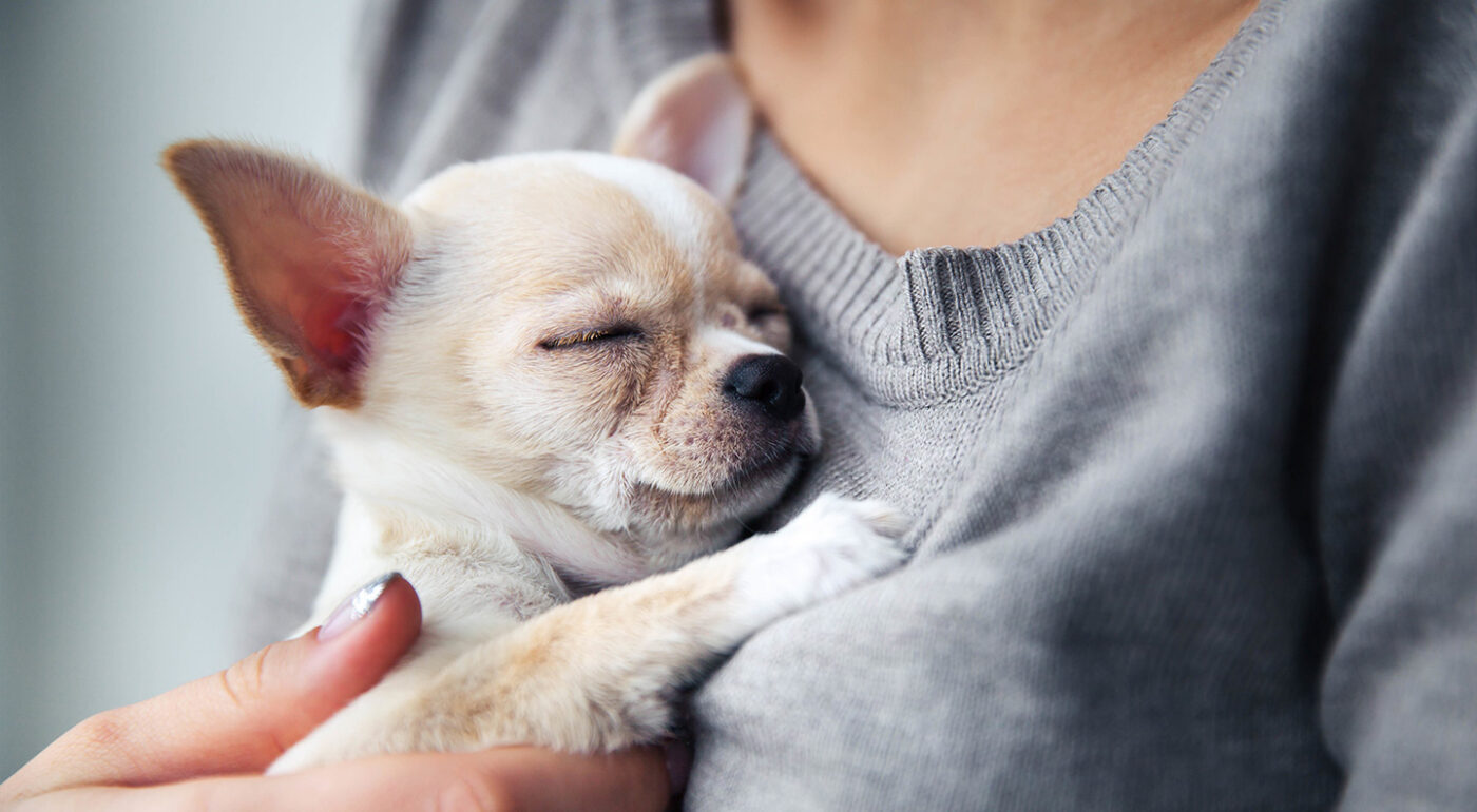 Gallant_SpotlightChihuahua