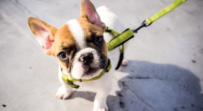 Gallant_SpotlightFrenchBulldog