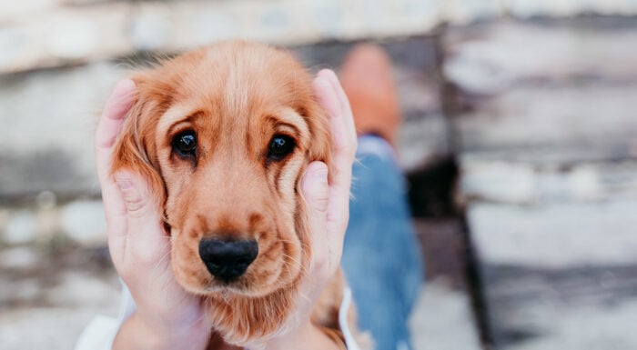 Gallant_UnhealthyBreeds