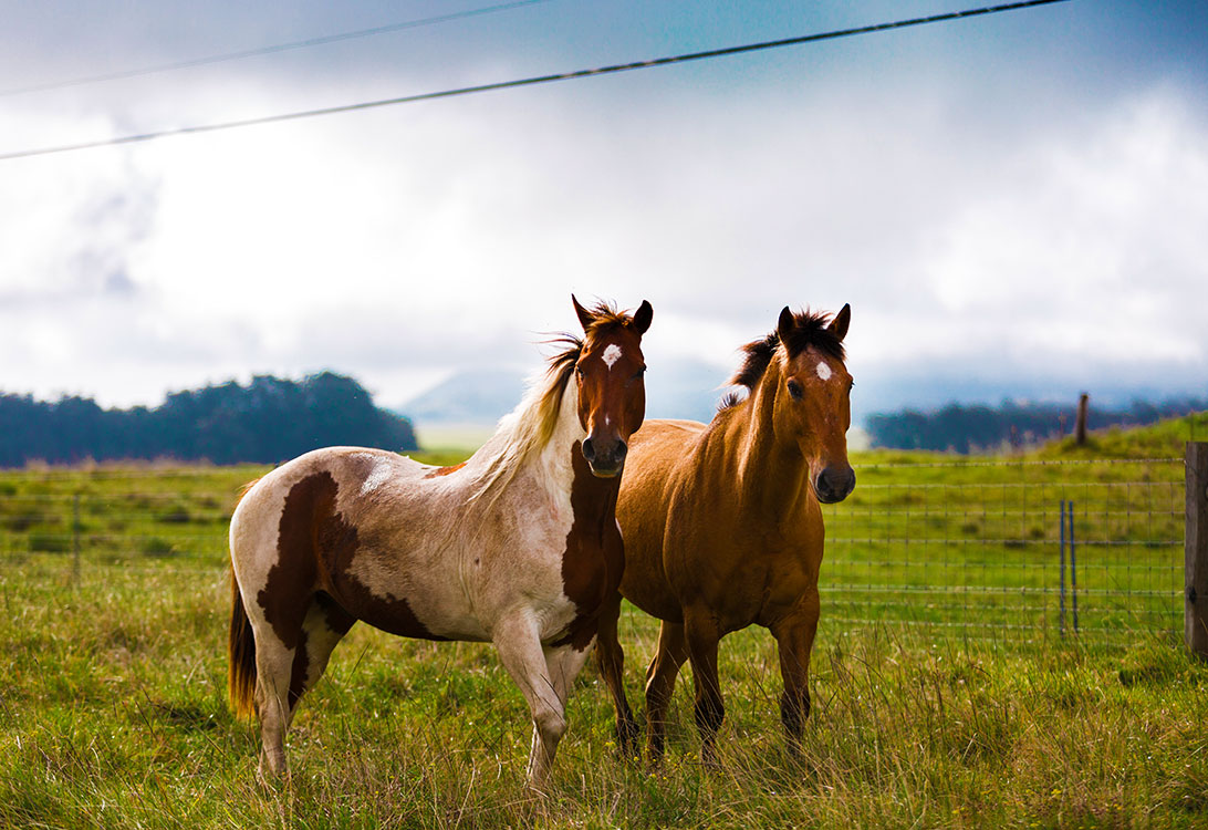 Horse