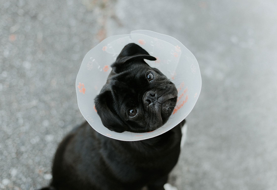 Home-Vet