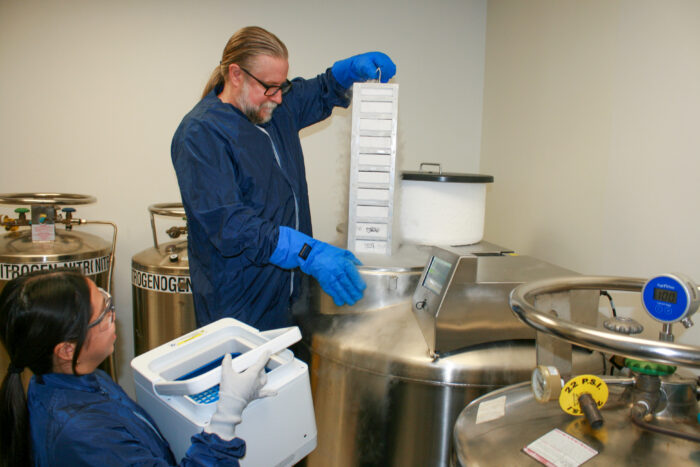Two laboratory technicians in protective gear handle a cryogenic storage unit