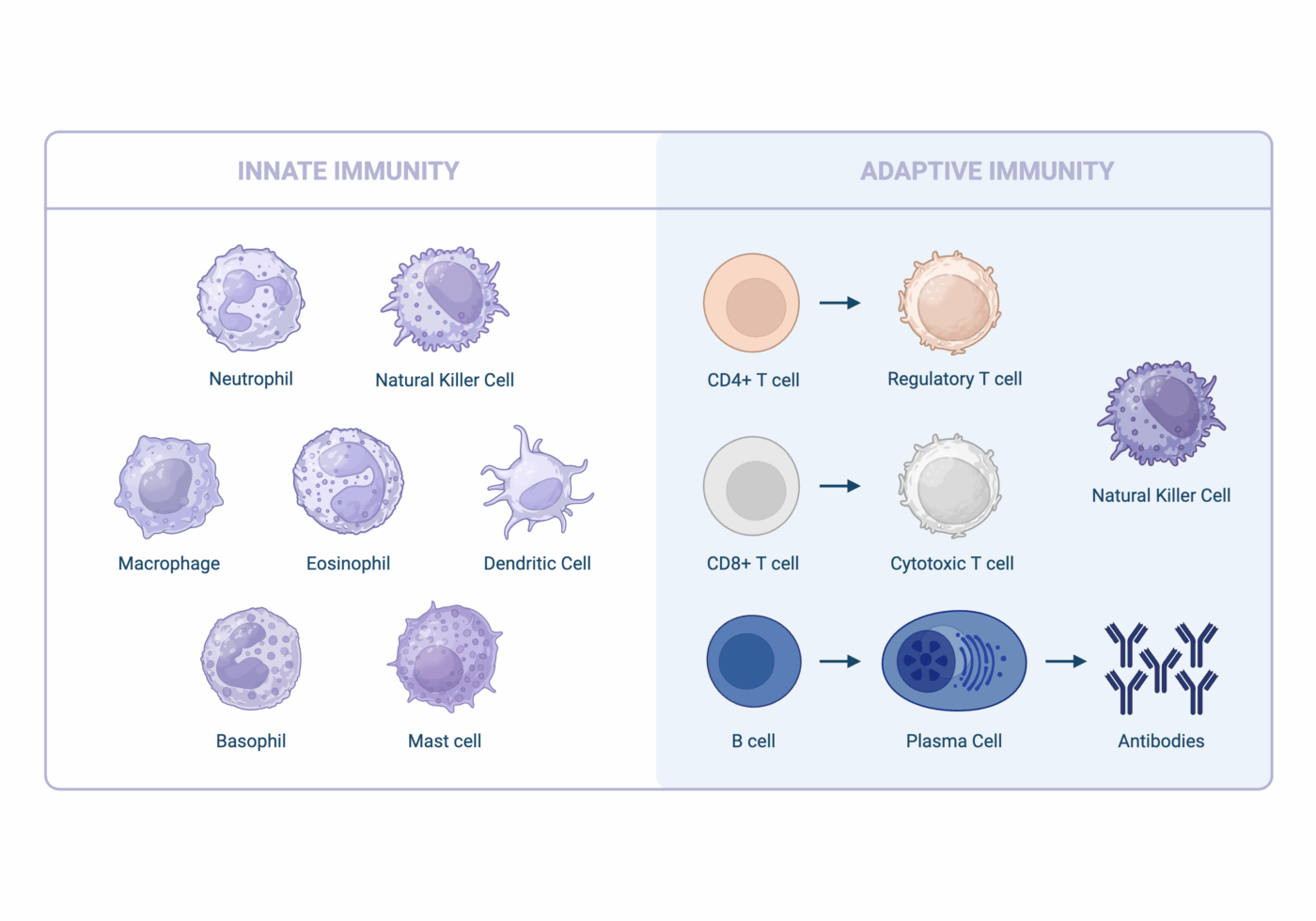 How Allogeneic Stem Cells Interact with the Immune System