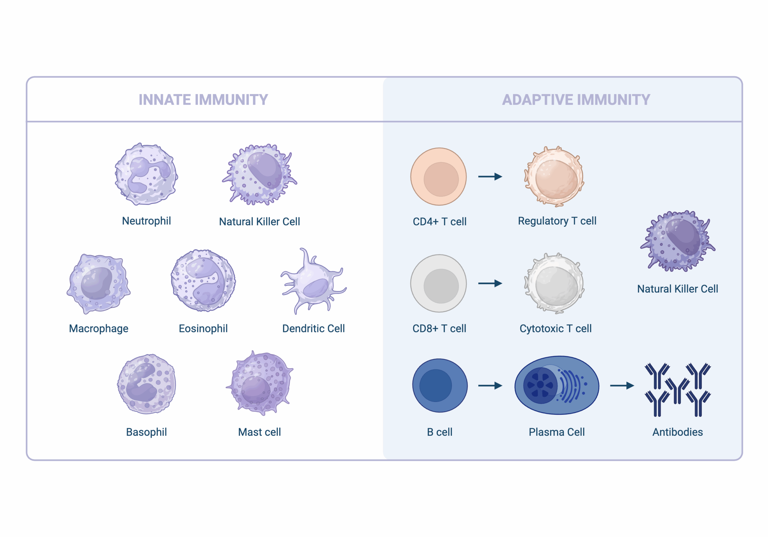 Created in BioRender. Tenney, L. (2025) https://BioRender.com/6zdxb5d Innate Adaptive Immunity