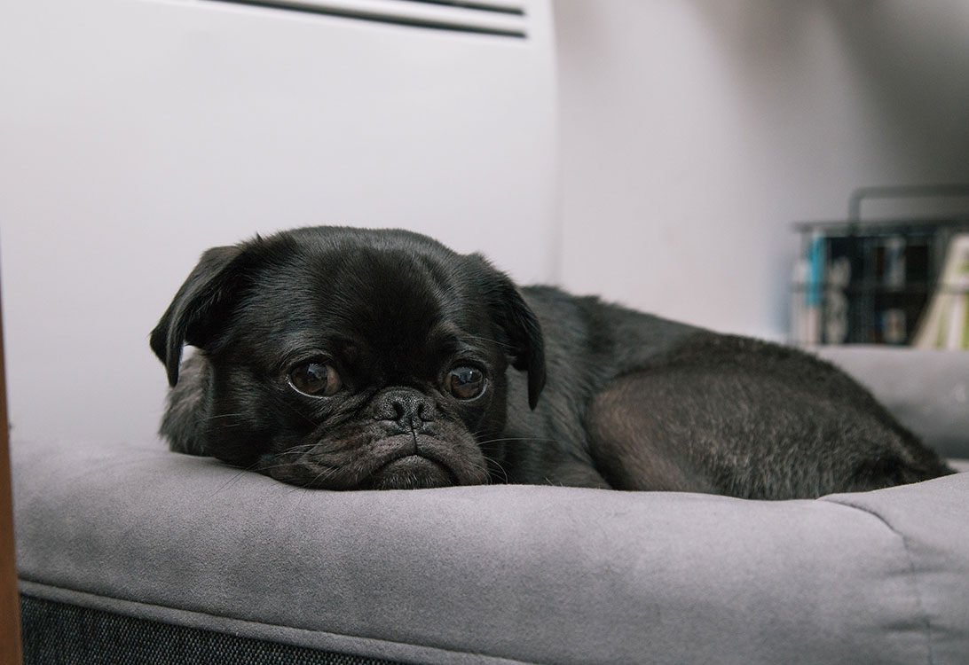 Lazy