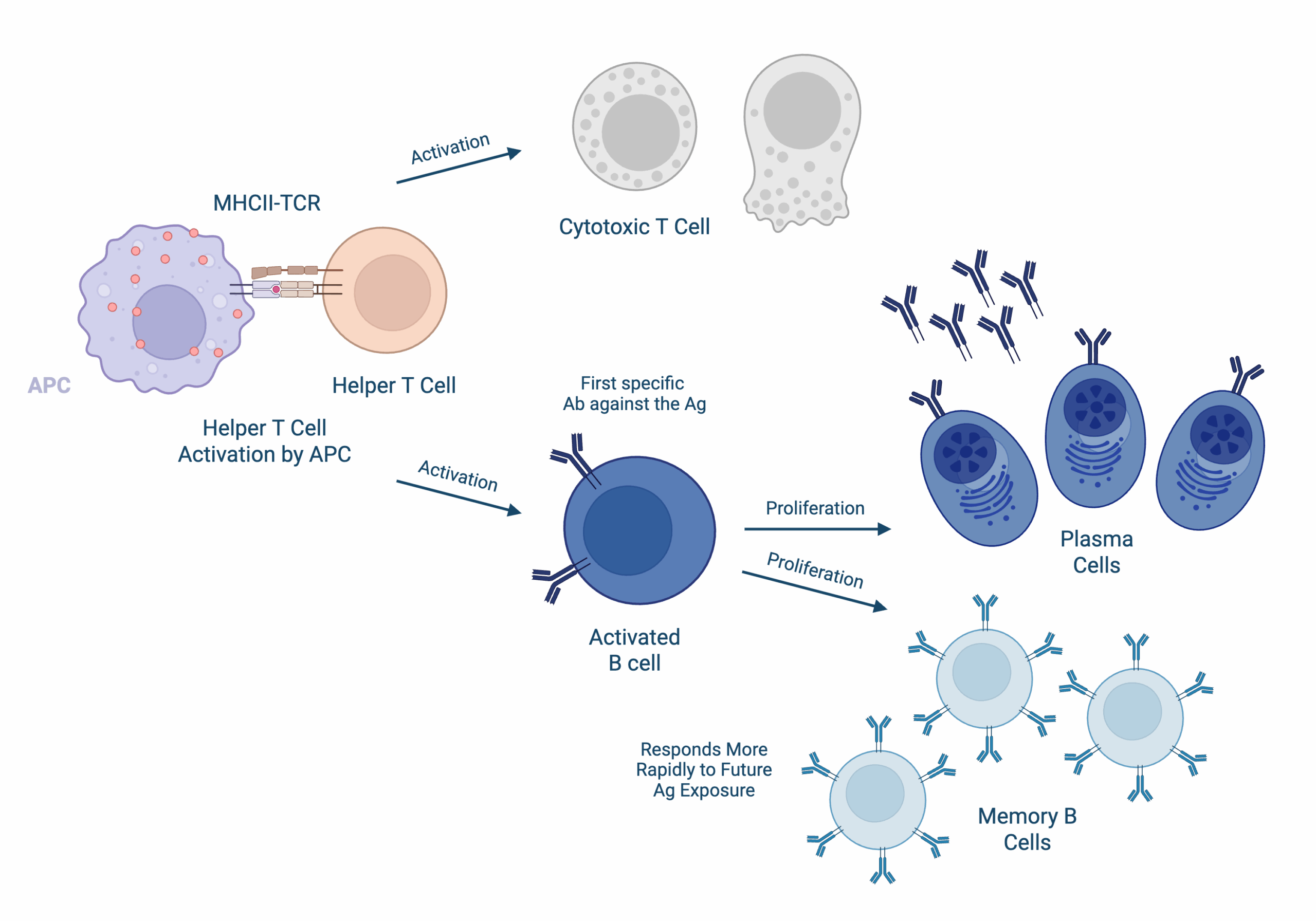 Lymphocyte activation