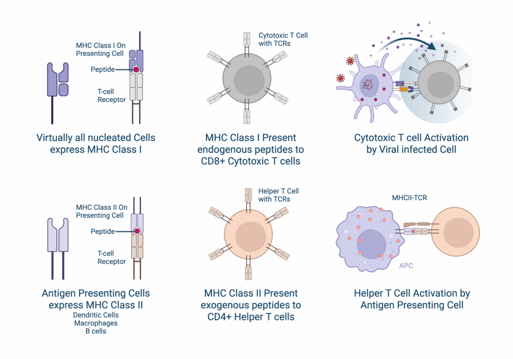 MHC Class I and II