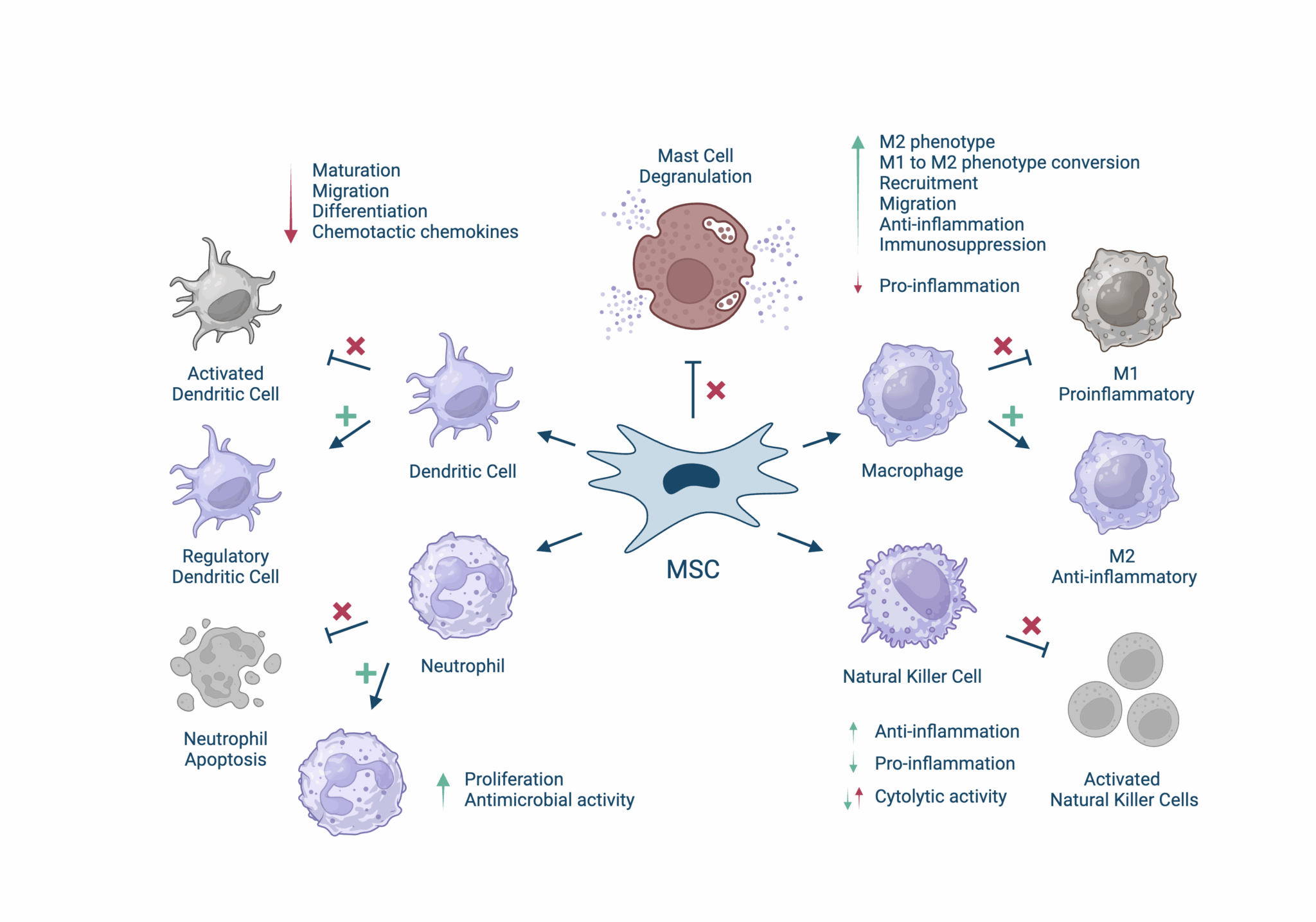 What Are Mesenchymal Stem Cells? A Guide to MSCs