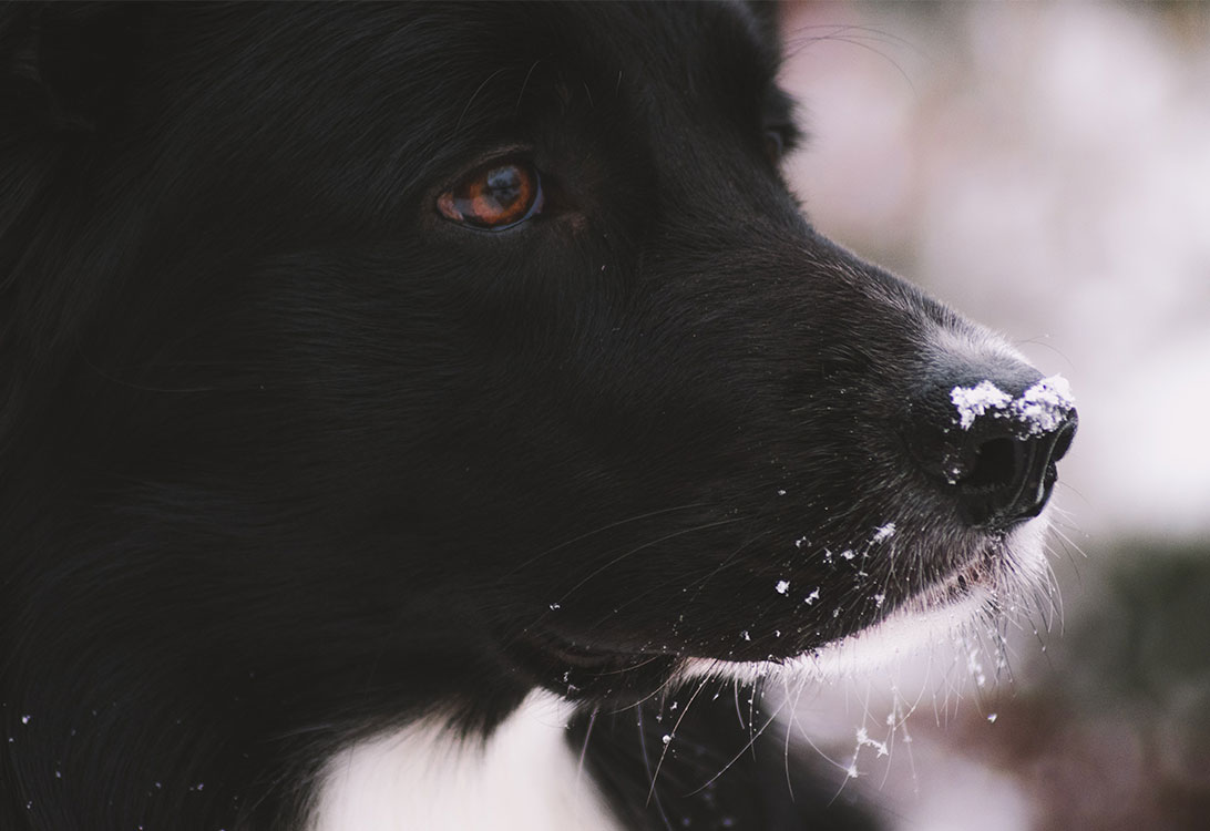 Newfoundland