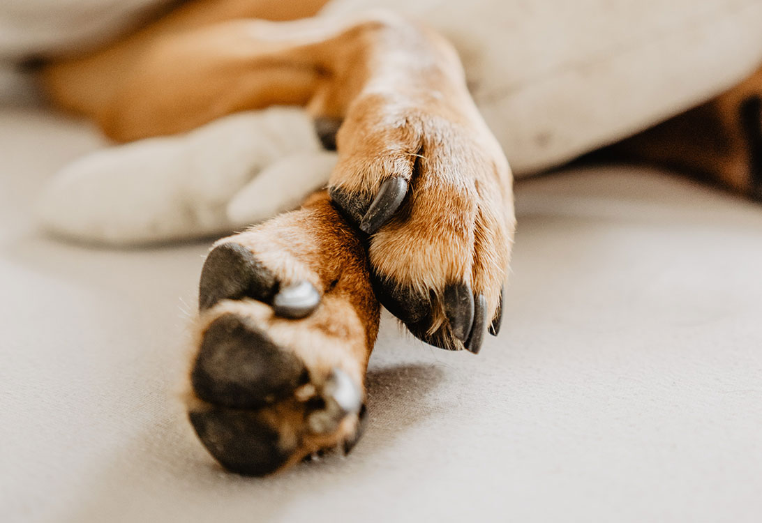PawPad