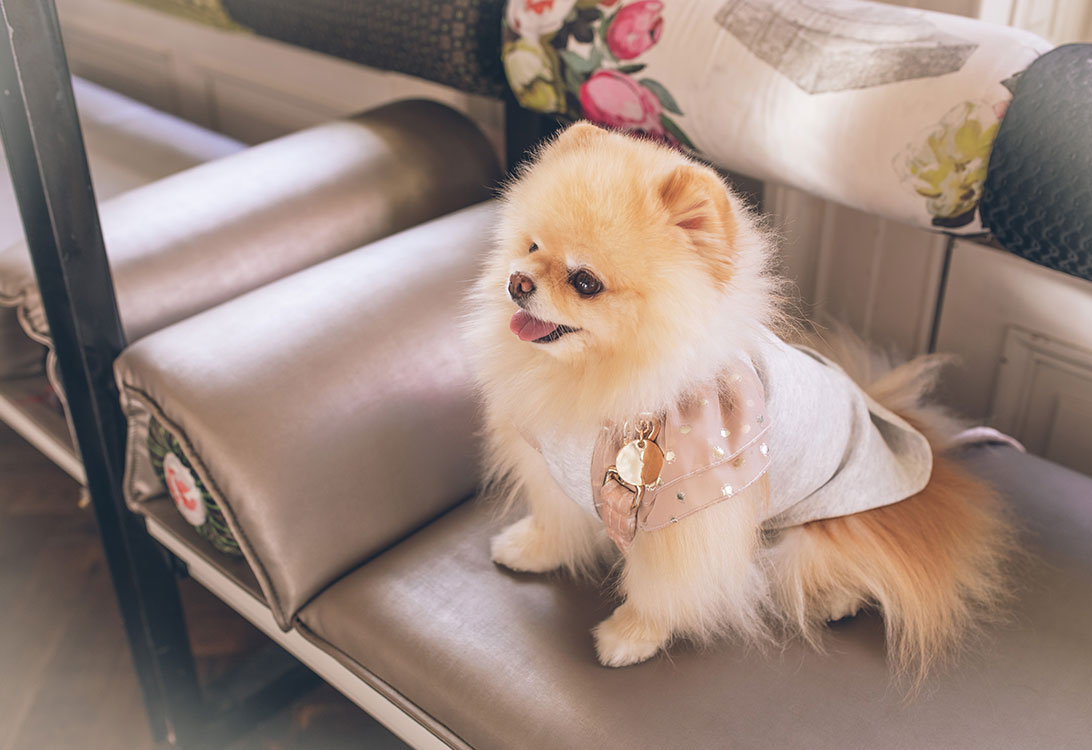 Pom