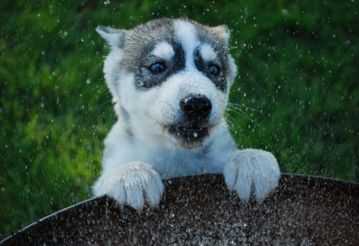 Puppy-Proof