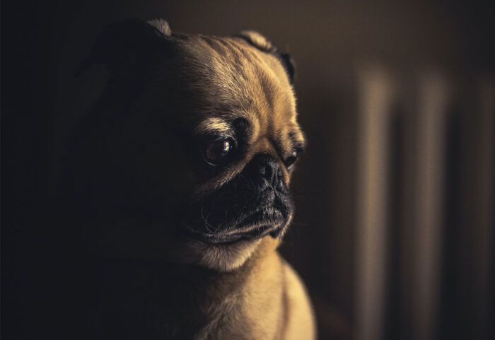 SadDog