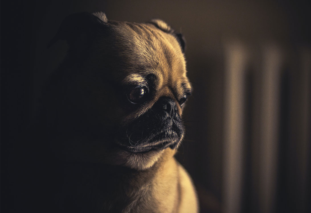 SadDog