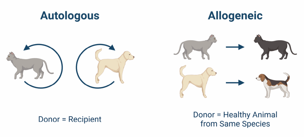 Stem Cell Sources
