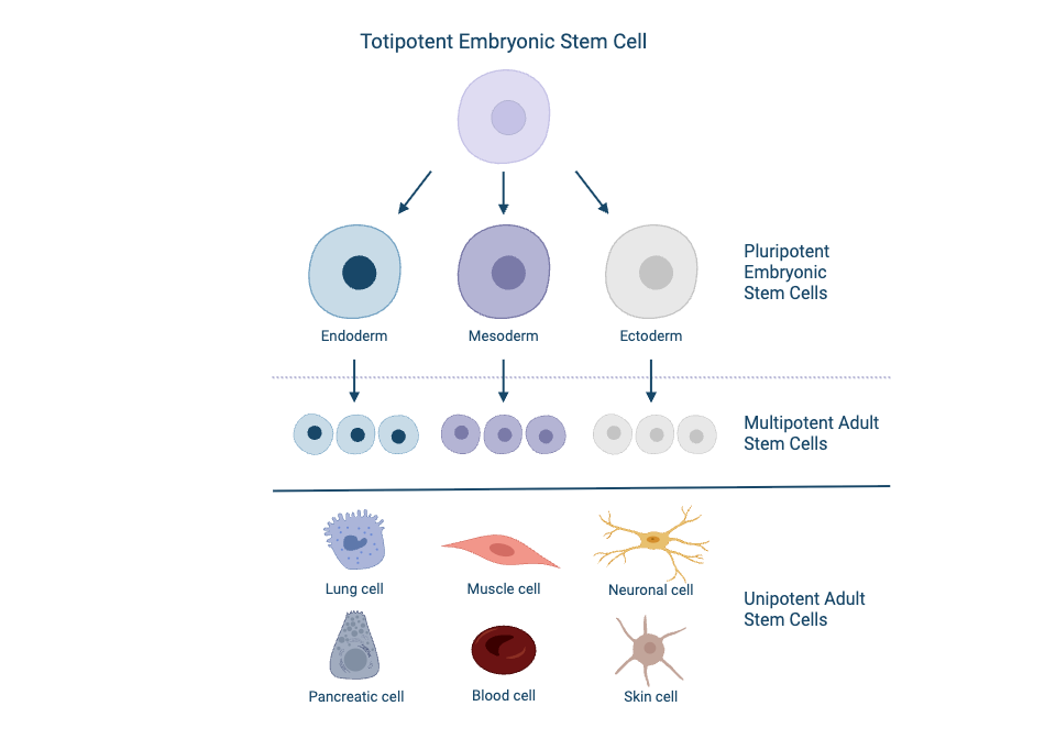 Stem cell types
