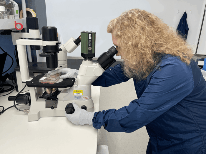 The Pathway to FDA Approval- Gallant