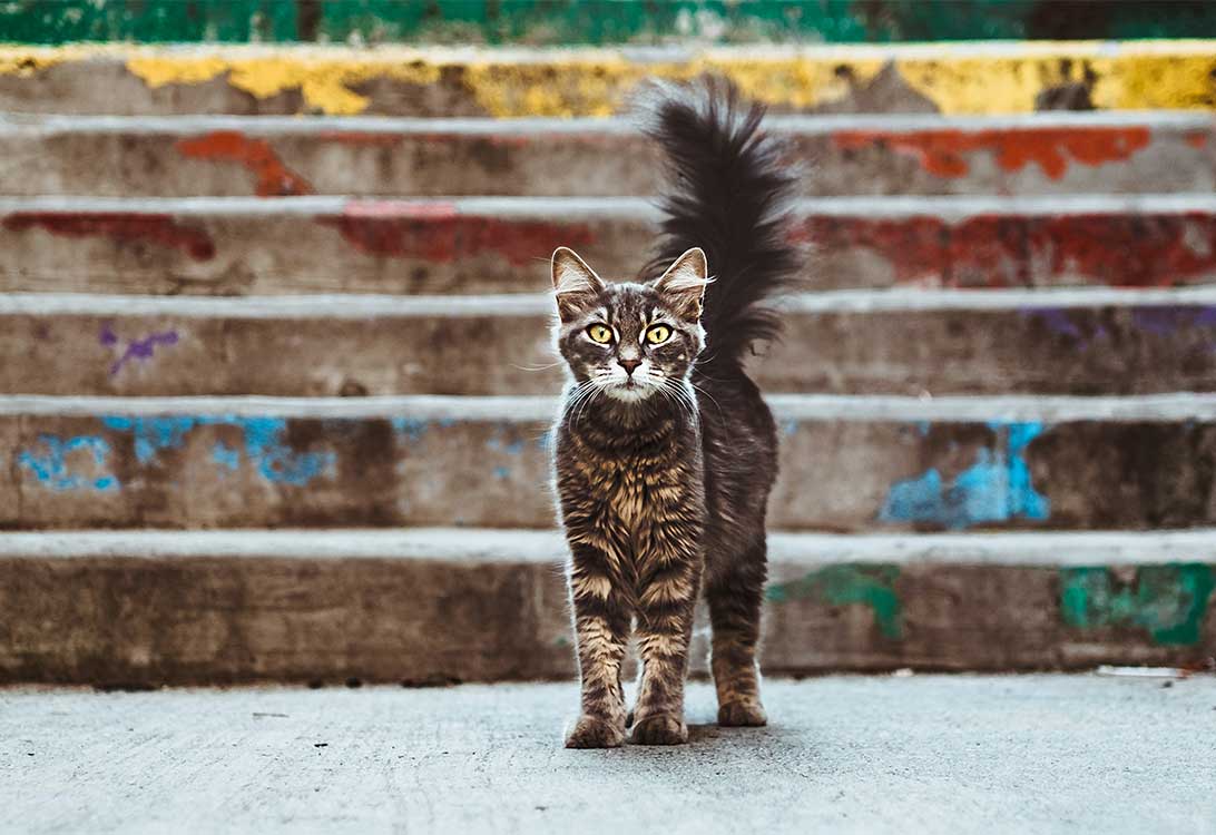 anxious-cat