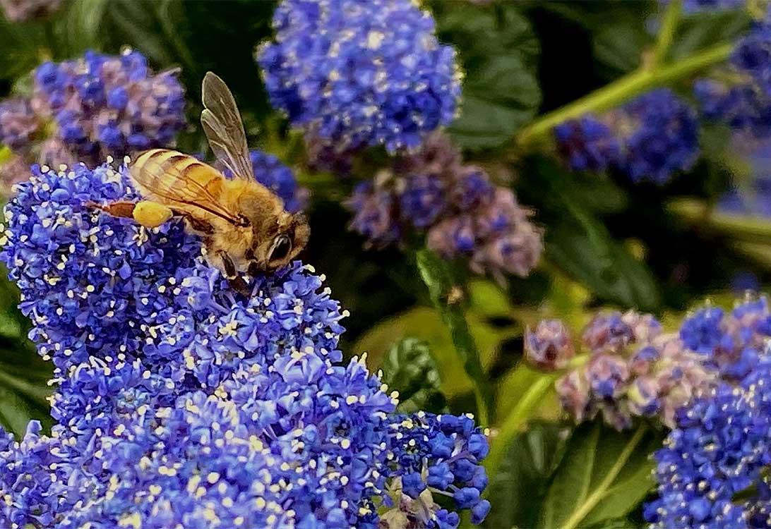 bee