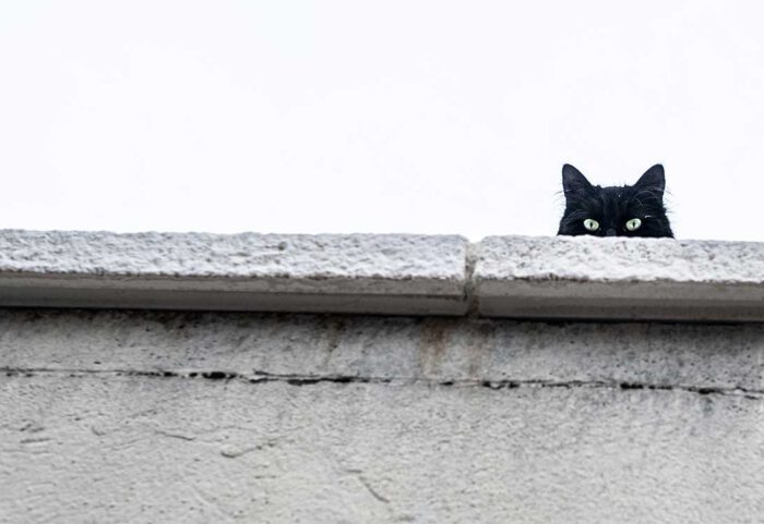 black-cat