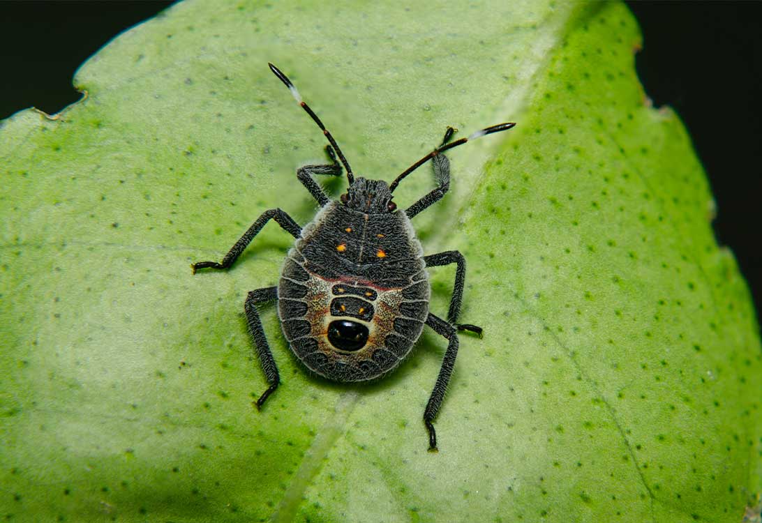 bugs