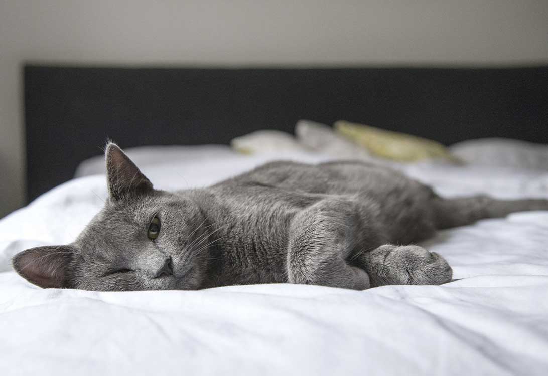 cat-allergies