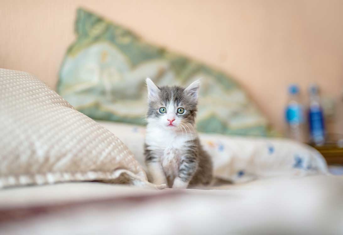 cat-alone
