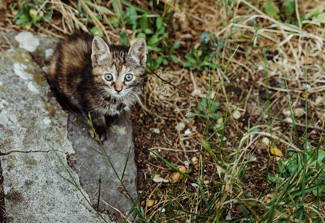 cat-bleeding