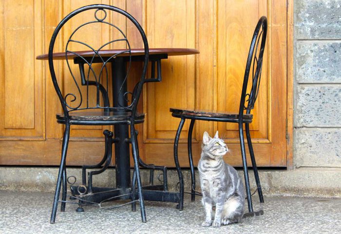 cat-cafe