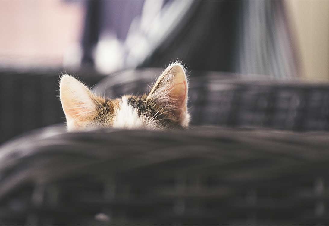 cat-deaf
