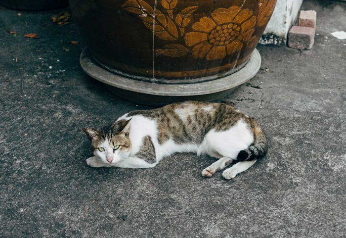 cat-er