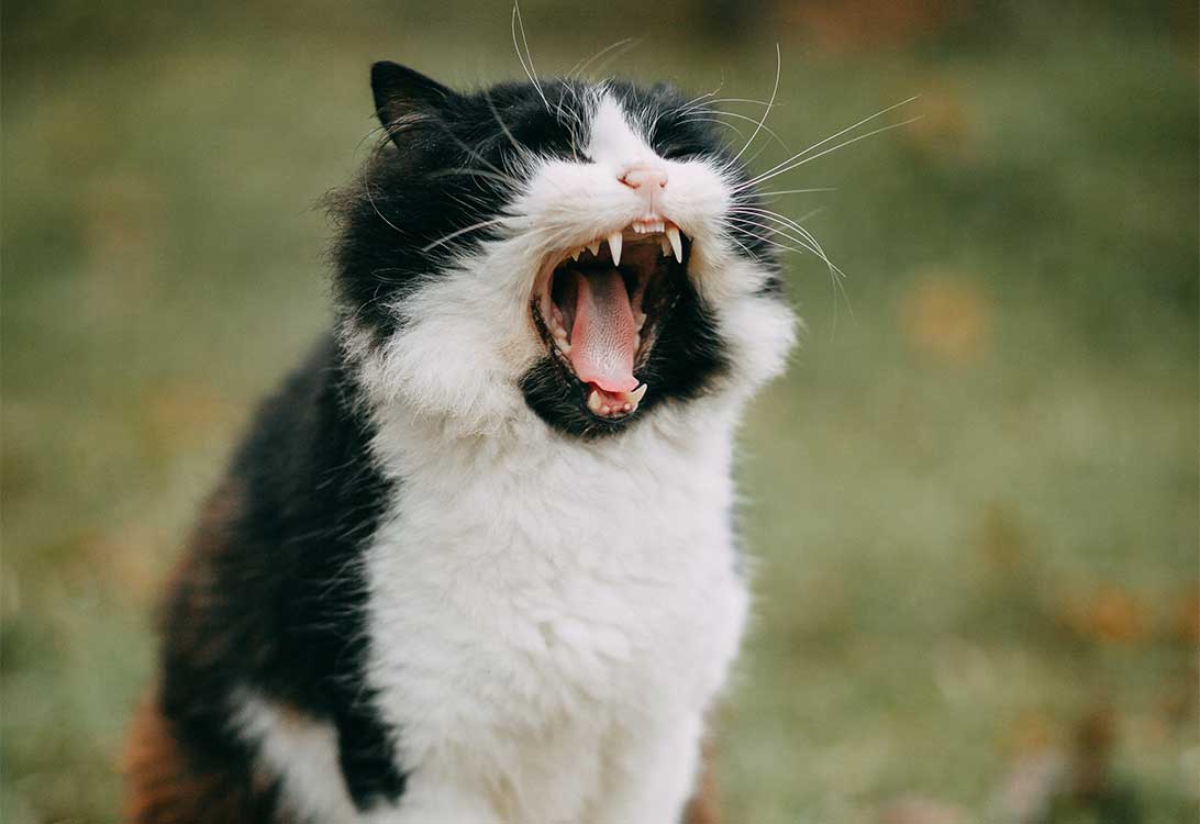 cat-fight