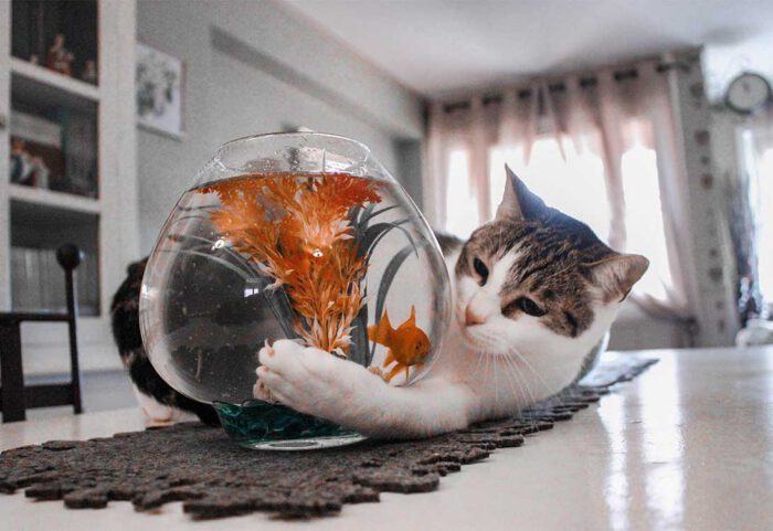 cat-fish