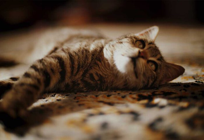cat-flea