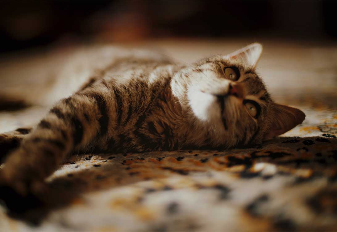 cat-flea