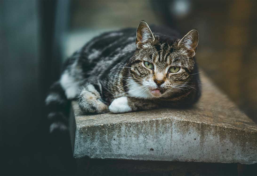 cat-flu
