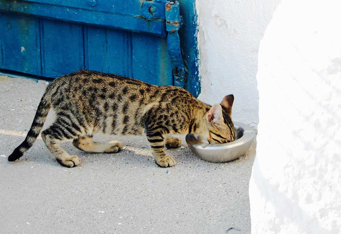 cat-food