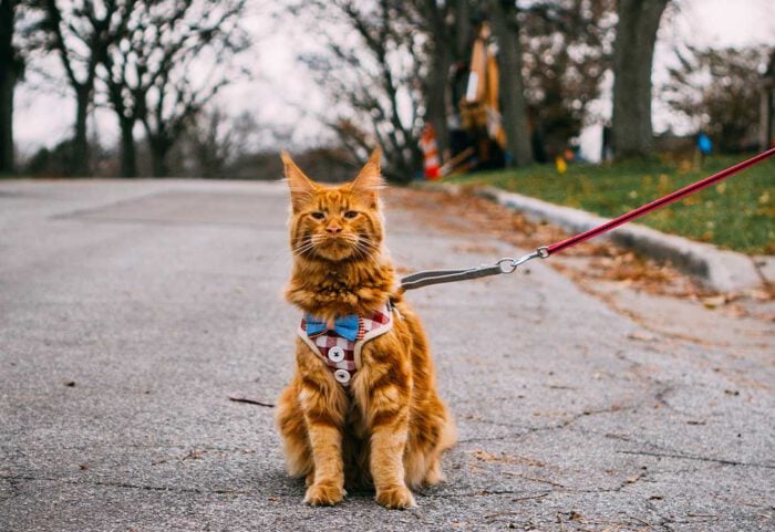 cat-leash