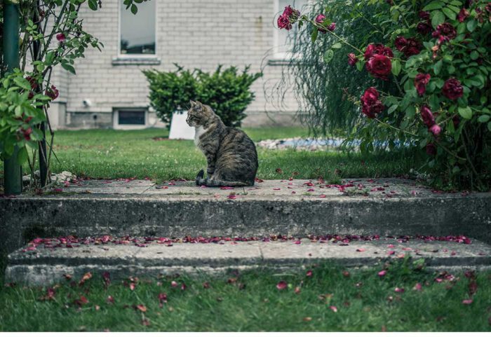 cat-lily