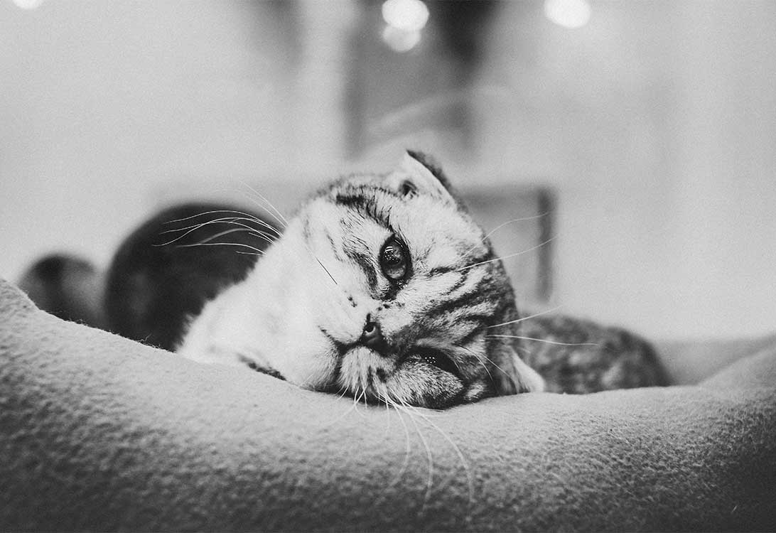 cat-pain