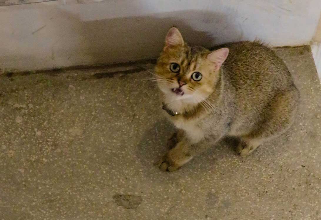 cat-pee