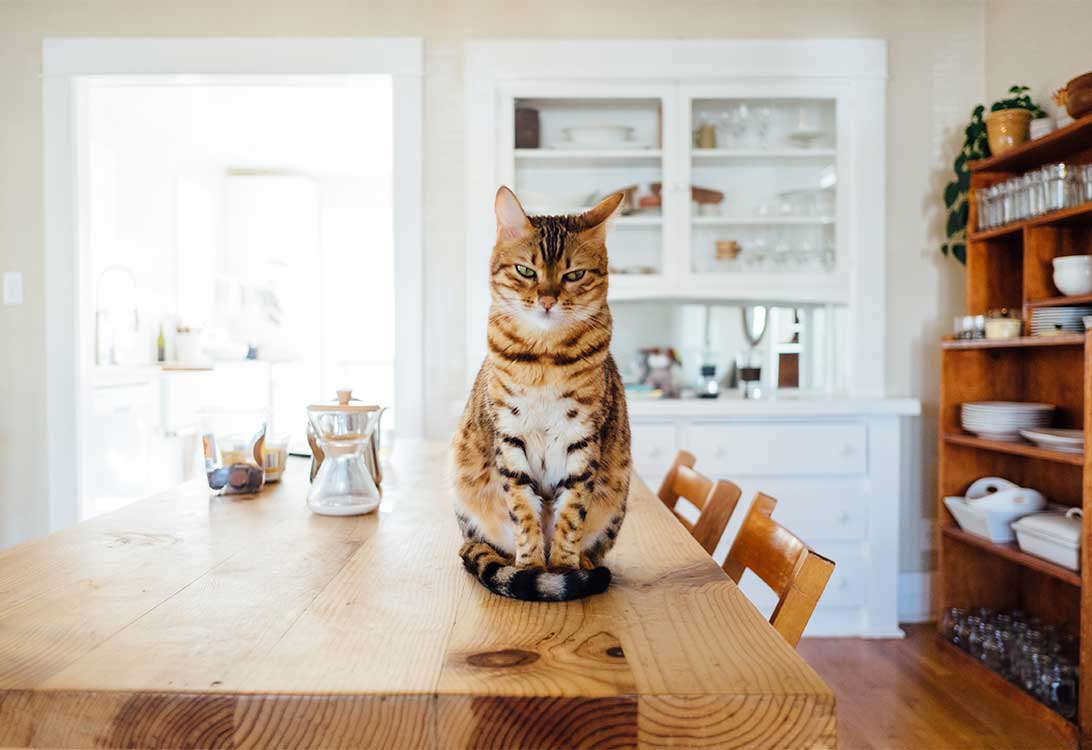 cat-pill