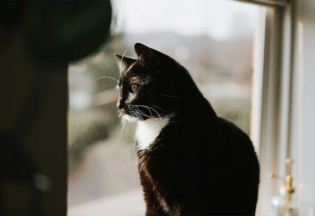 cat-poop