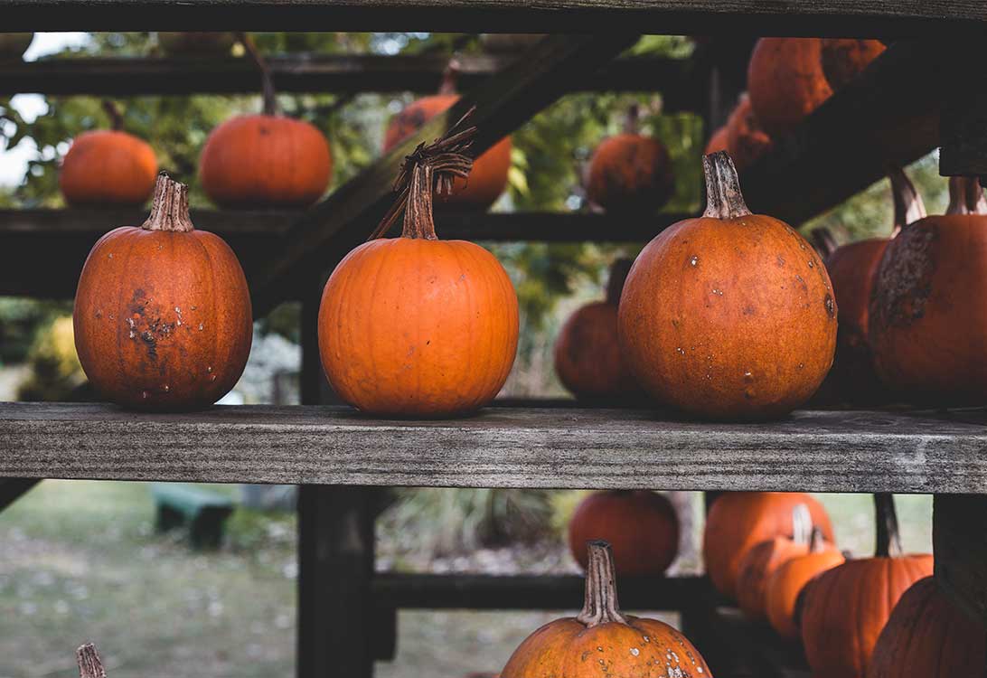 cat-pumpkin