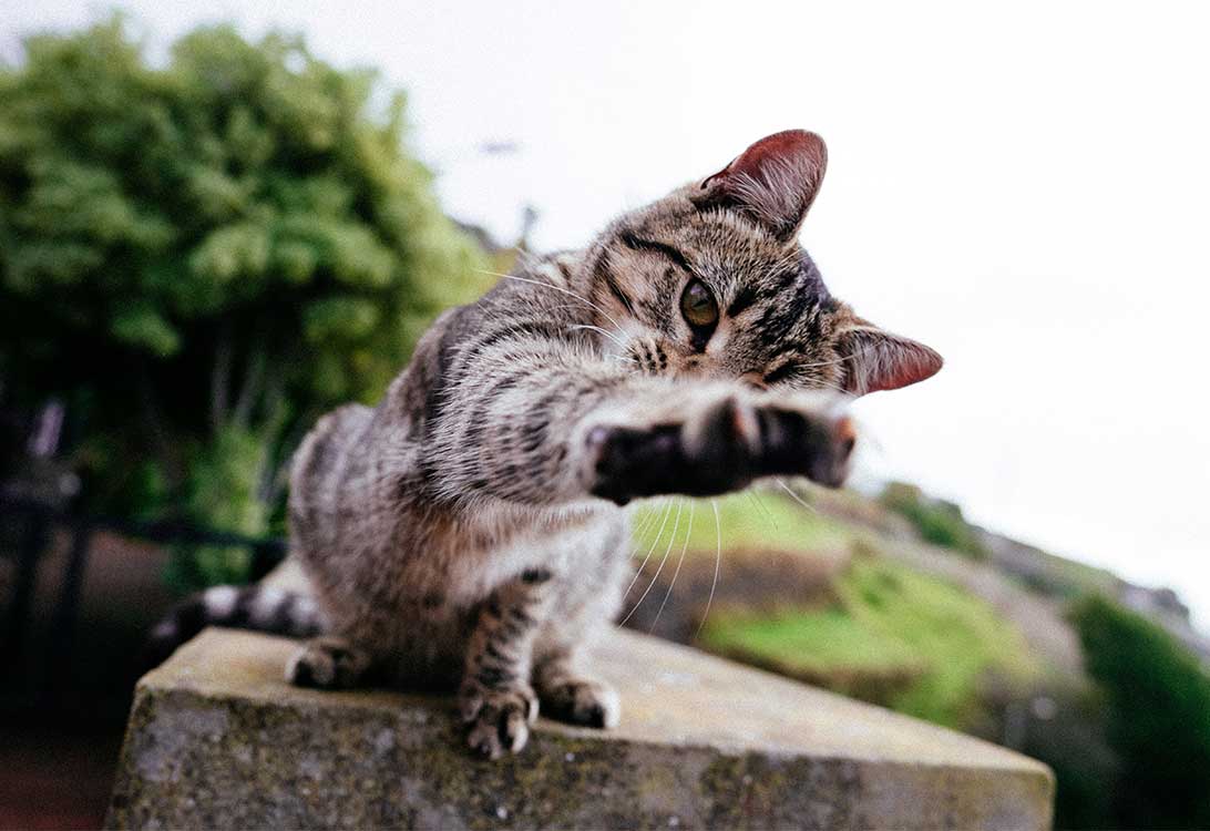 cat-scratch