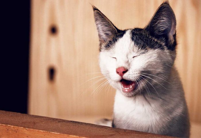 cat-sneeze