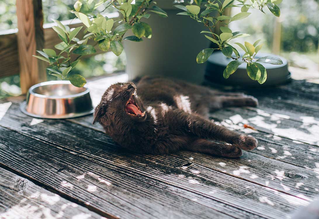 cat-spa