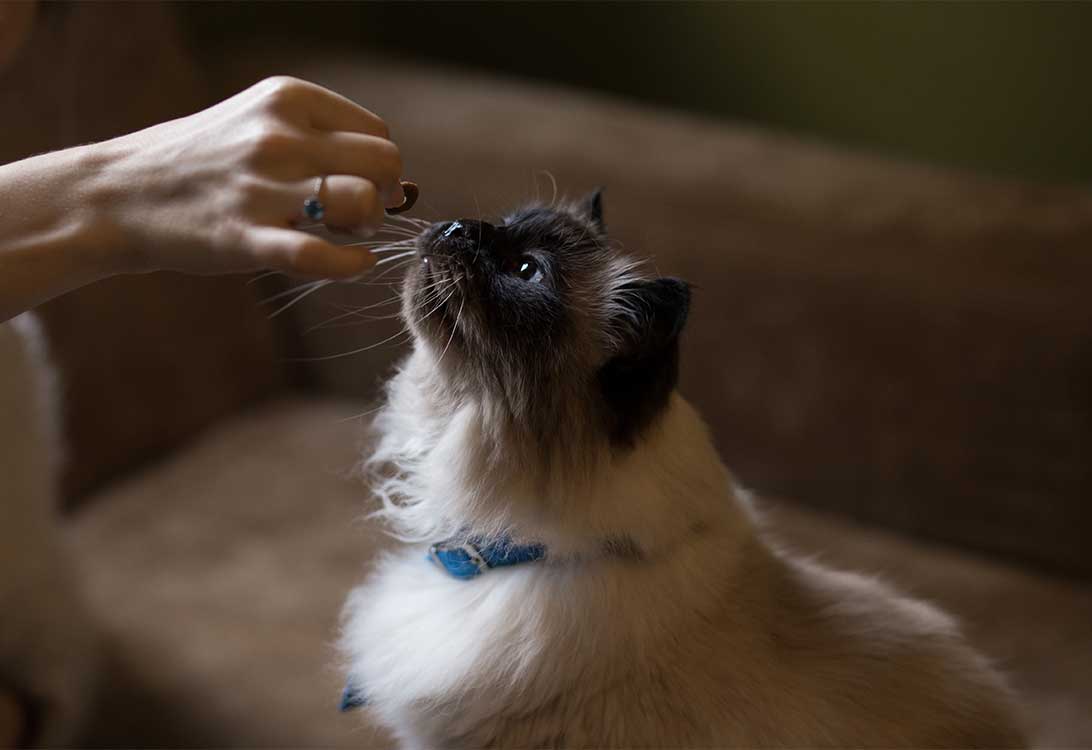 cat-treT