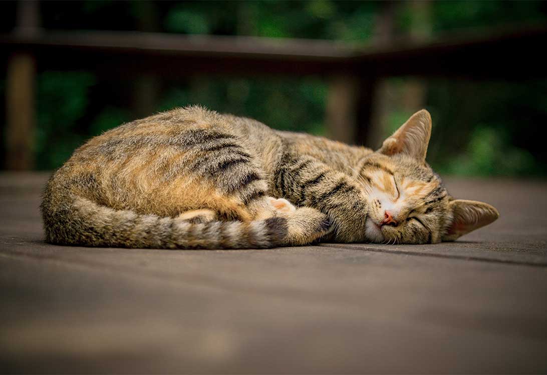 cat