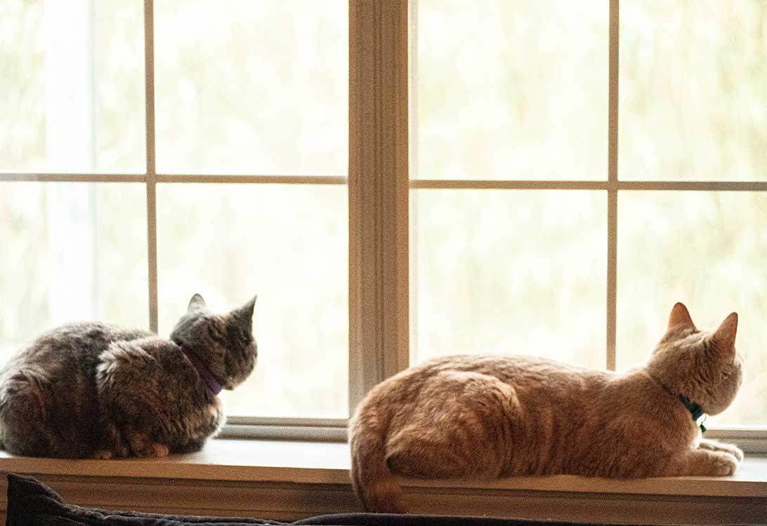 cats